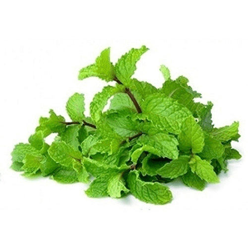 MINT Syrup (2.5kg bottle)